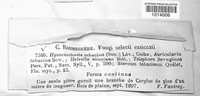 Hydnoporia tabacina image